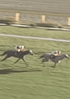 Umamusume: Cinderella Gray